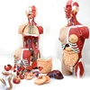 Human body model Detachable Human Organs Torso Anatomy Model