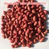 chinese silihong red skin peanuts 40/50 50/60 60/70 FOR SPAIN NETHERLAND MACEDOONIA BULGARIA TUNISE LIBYA ALBANIA EU ETC.