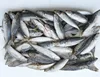 High Quality Frozen Round Layang Scad Whole Round