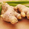 fresh hybrid ginger country of origin ginger matured fresh ginger from thailand