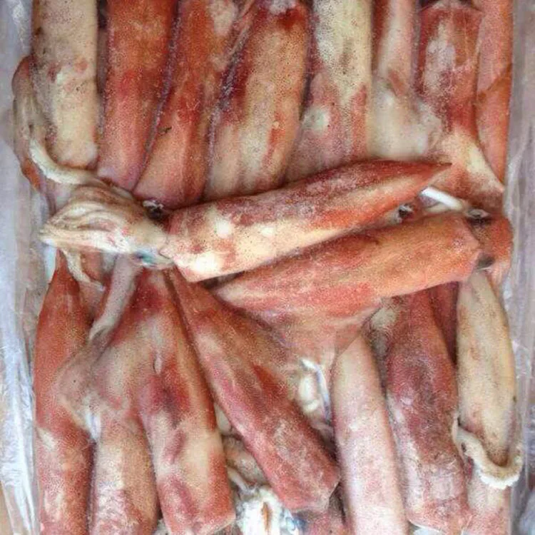 
Best Quality frozen whole round squid Chinese Loligo Squid frozen illex squid for sale 
