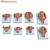 Half Life Size Fetus Development Anatomical Model For Medical Teaching