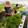 Rectangular plastic pvc tubing cultivator for hydroponic