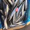 Saba Frozen Pacific Mackerel Fish For Canning