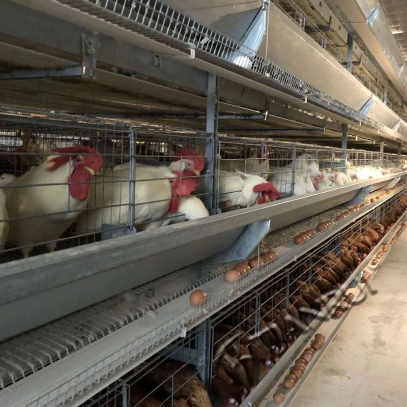 poultry industry philippines poultry house construction cost philippines