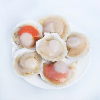 supply new season scallop frozen half shell scallop price scallop prices