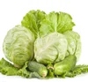 Cabbage ( green - white - red )