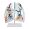 High Precise Custom Human Anatomy Anatomical Model of the Transparent Lung Segment