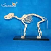 teaching gift animal dog skeleton model