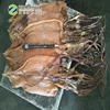 dried squid no salt illex squid