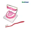 Dental Model Brushing Flossing Practice Teeth Model Teaching Studying Standard Size