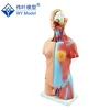 45 CM Unisex 23 Parts Medical Anatomical Plastic Human Torso Body Model