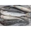 Hot sale the best and cheapest good quality mullet for human consumption