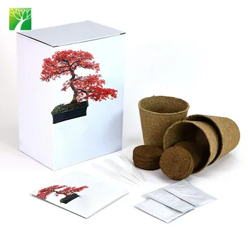 Amazon Indoor Bonsai Growing Kit Natural Live Decor Real Bonsai Tree Plant For Sale Buy Bonsai Tree Natural Bonsai Tree For Sale Bonsai Tree Live Product On Alibaba Com