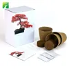 Amazon indoor bonsai growing kit natural live decor real bonsai tree plant for sale