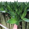 factory price dracaena sanderiana chinese indoor live aquatic potted plants lotus lucky bamboo