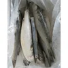 2019 Most popular hot sale high quality nice price mullet for market