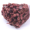 Room Decoration Artificial Coral Fruit Preserved Flower with Leaves Cheap Wholesale Flower Rose