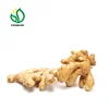 *Chinese Fresh Ginger* - All kinds packages