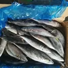 raw material frozen pacific mackerel for fish bait for market on different quality