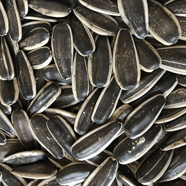
different type of chinese sunflower seeds 361, 363, 5009, 601 Top Quality 