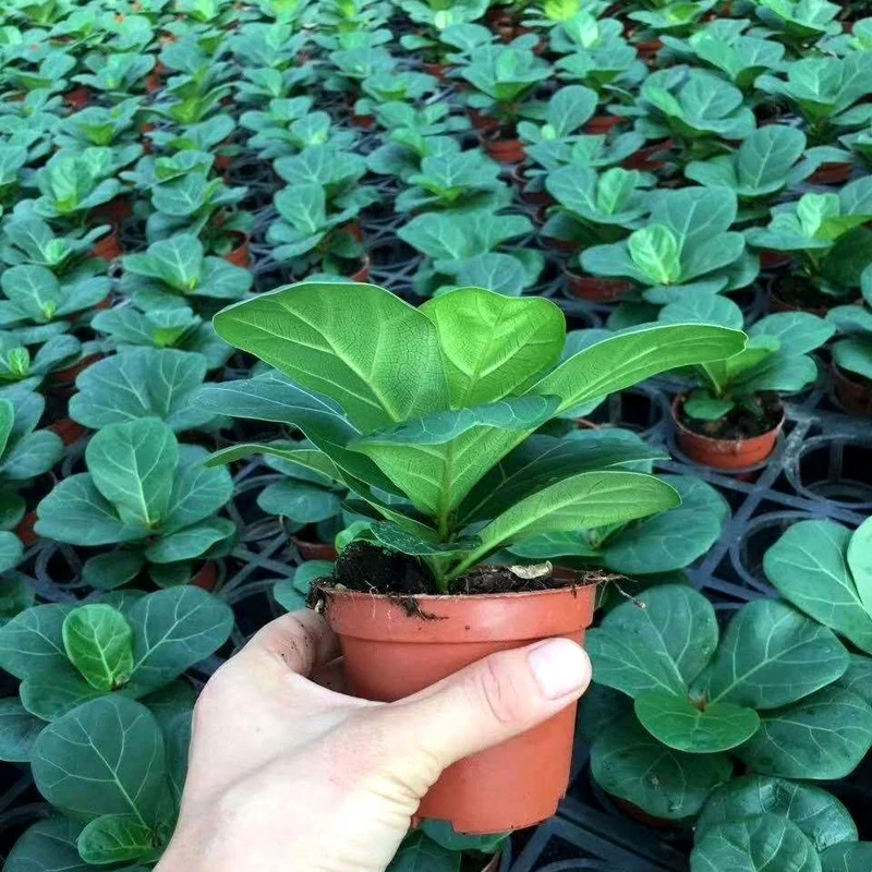 
Ficus Lyrata, Ficus Pandurata Hance Bonsai Plants 