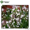 Perfect quality Valerian extract 8057-49-6 in mass stock
