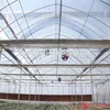 industry/cultivation /commerical Point Foundation multi span greenhouse