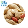 peanut in shell (2-4 kernels) with PP bags as customer requested for hot selling