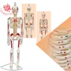 Office & School Supplies hanging Body Bone Human 85cm Skeleton Model