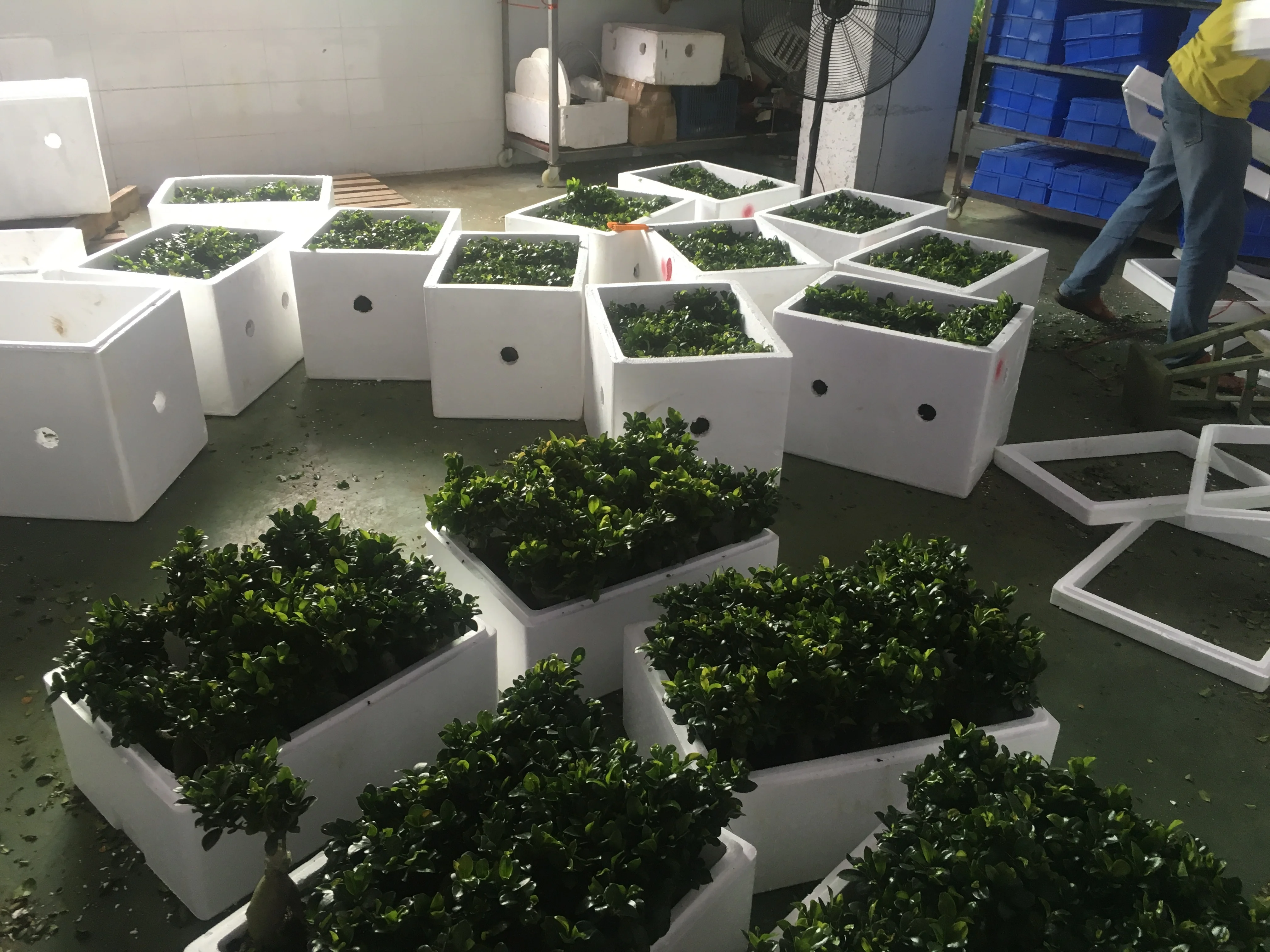 hot sale high quality heart shape braided lucky bamboo