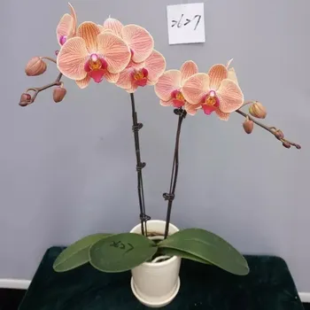 Orquidea Phalaenopsis Flor Amarela Com Listras De Plantas De Viveiro Buy Flor Amarela Com Listras Orquidea Phalaenopsis Plantas De Viveiro Viveiro De Plantas De Flor Amarela Com Listras Orquidea Phalaenopsis Orquidea Phalaenopsis Flor
