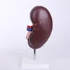 Size Life Color High Quality Endocrine System Organ For Teaching Easy Science Working Of Anatomical Model Hand With Main Vessels
