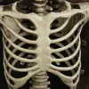 Factory Supply Various Size Halloween Skeleton Products