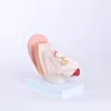 Anatomy 4times High Quality Human Spine Teeth Easy Science Working Of Medical Anatomical Model