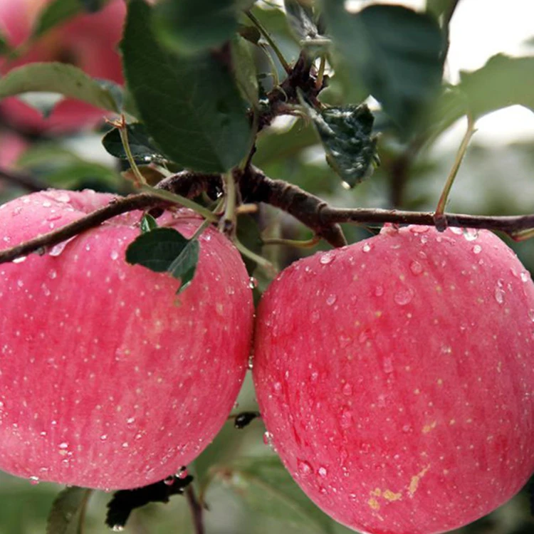 Розовые яблоки сорт. Фуджи (сорт яблони). Яблони зимние Фуджи. Фуджи (сорт яблони) сочные. Розовые Фуджи яблоки.