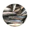 best price frozen mackerel fish