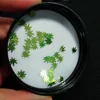 Bright green PET sequins in leaf shape applying for tumblers
