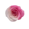 White Pink Bicolors Everlasting Rrose Flowers Wholesale from Kunming Foreverose