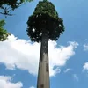 Top quality self supporting steel bionic palm tree telecommunication tower