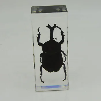 透明アクリル昆虫標本文鎮工場 Buy 昆虫標本 標本文鎮 アクリル標本 Product On Alibaba Com