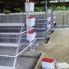 Chicken farming A frame 4 layer 120 chickens cage/ chicken layer cage