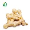 Full 100% Air Dry Organic Ginger in 12KG/BOX, 30LBS/BOX