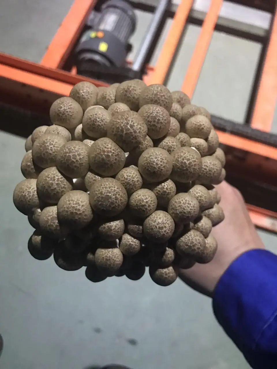 quality grade a mushroom/ fresh shimeji white and brown