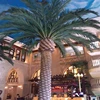 tree artificial 2019 best-selling outdoor palm tree ornament of seaweed trees that are struggling to find all over the world