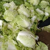 (HOT) Fresh Cabbages/Spring cabbage/Chinese exporters