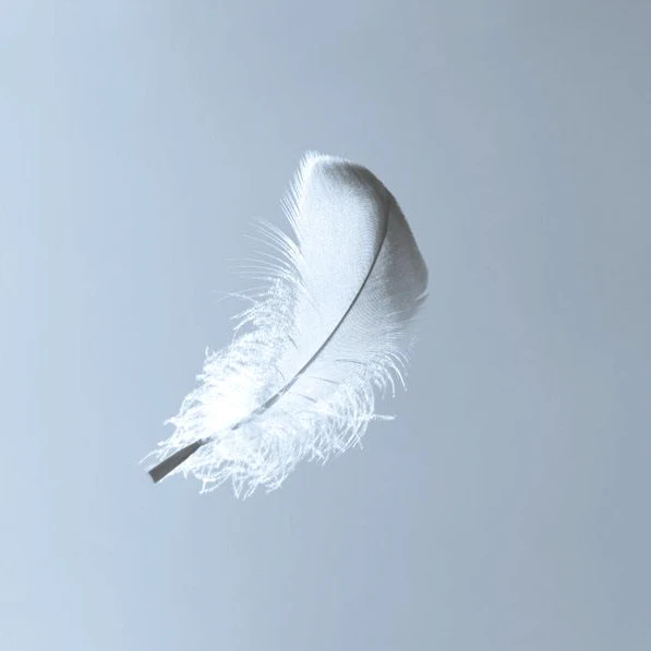 White Goose Feather 2 4cm For Sale Cushion Pillow Filling Material