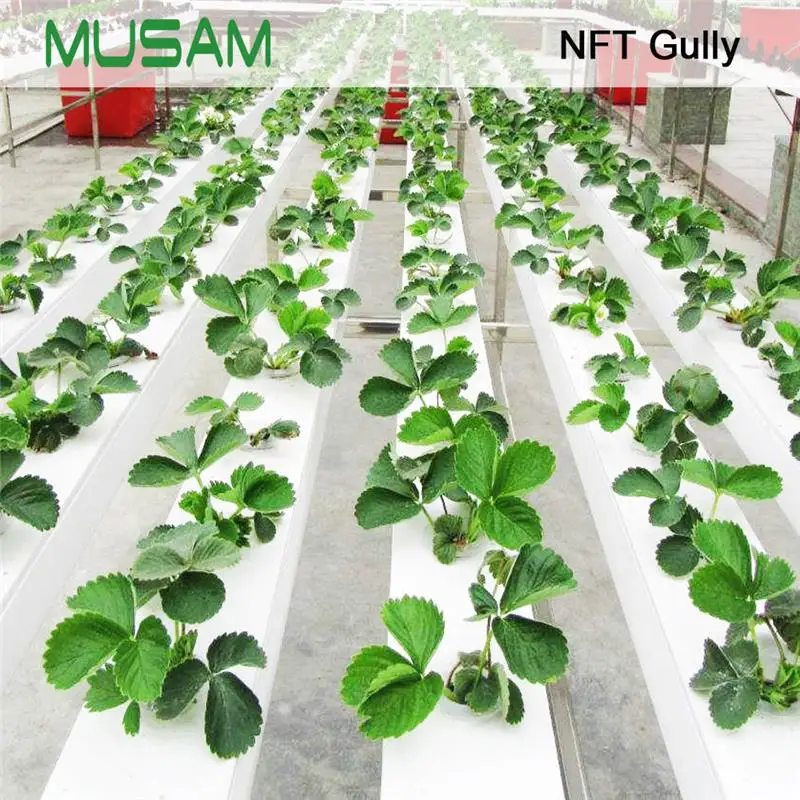 Venta al por mayor sistema hidropónico nft-Compre online los mejores
