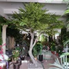 New technology artificial tree plants live trees artificial agarwood natural tree for Party Decoration Event & Party