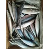 wholesale seafood frozen fresh pacific mackerel fish export to vietnam